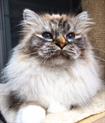 Seal tortie tabby point #catterycyliyana